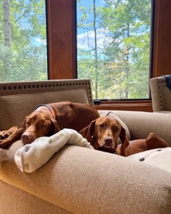 Tillie and Winter: Tillie woke up with a big yawn!🥱 Winter went about cleaning her sister. So sweet.🐶