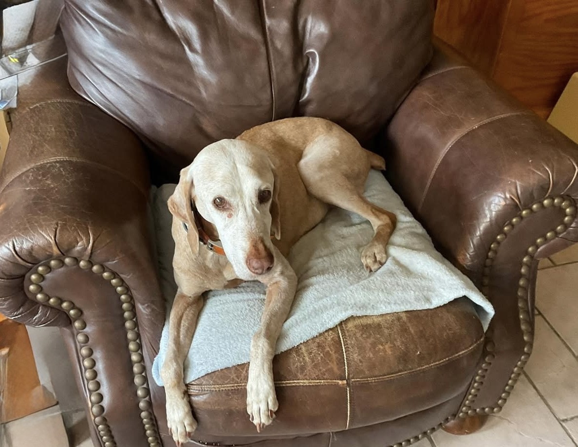 Zita: Zita adopted in 2021, now living in Mexico! 