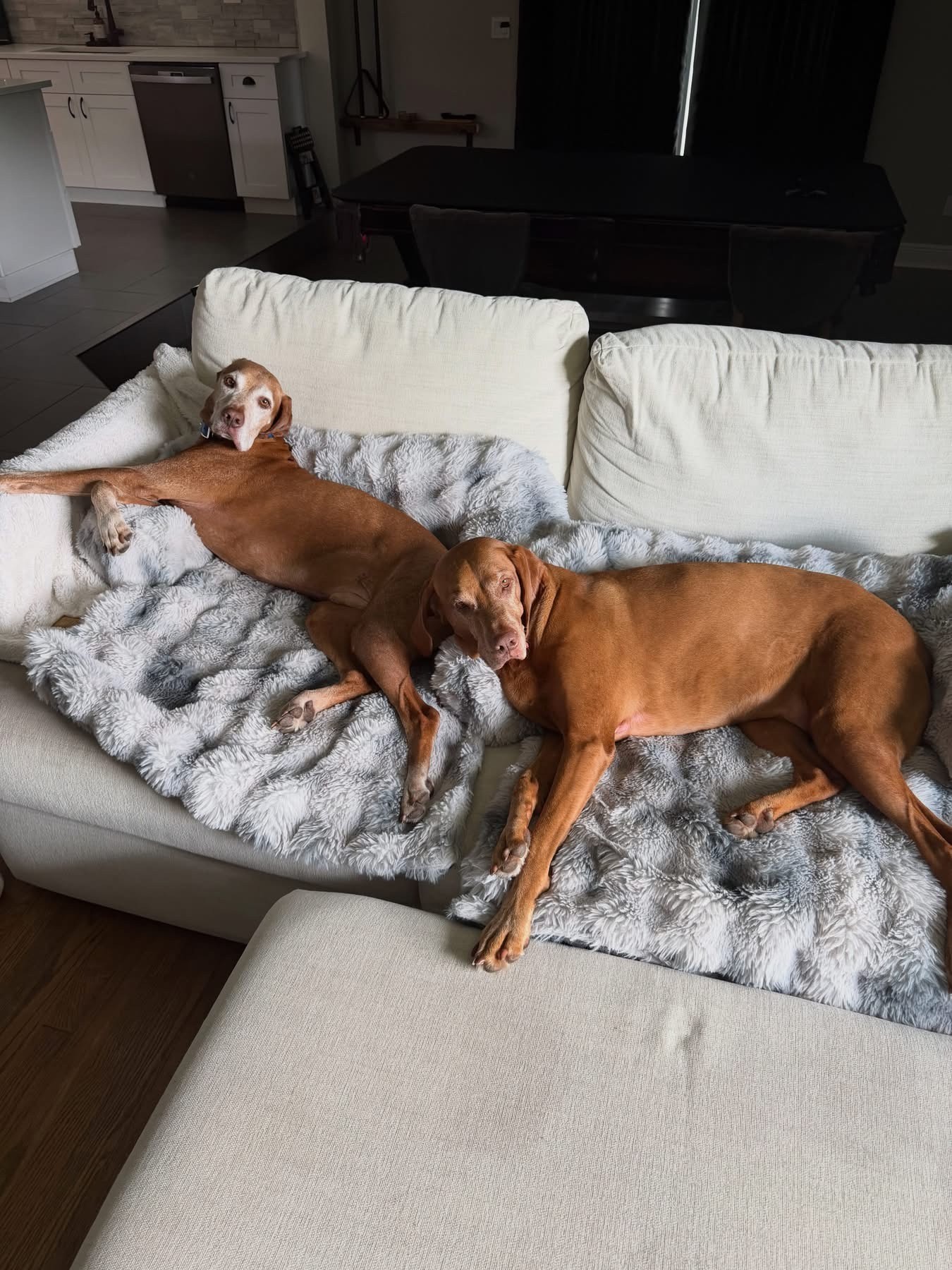 Apollo and Luna: Apollo and Luna living the life!!