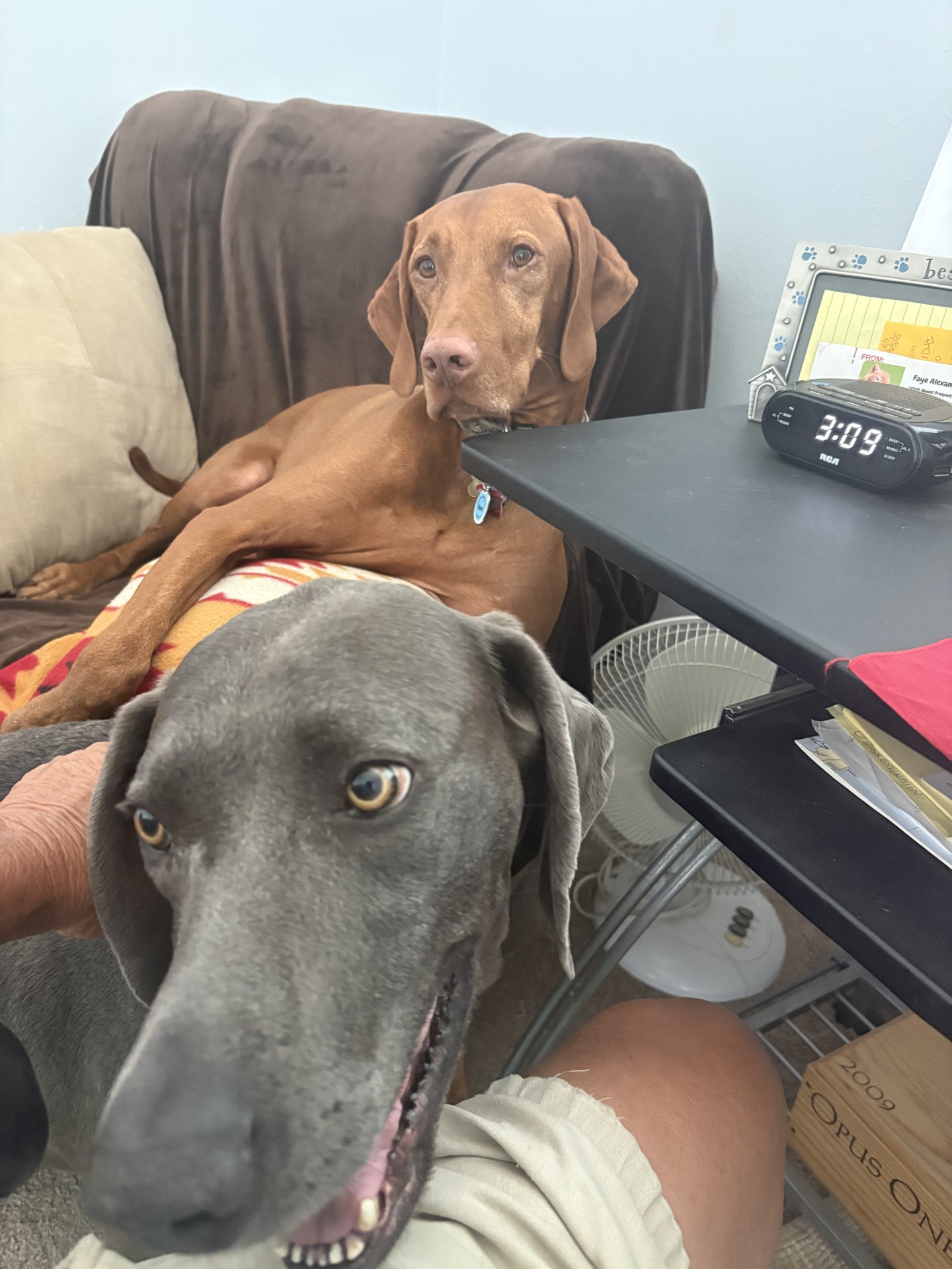 Atti: Atti who now has a rescue Weim brother named Slate, fun fun fun!