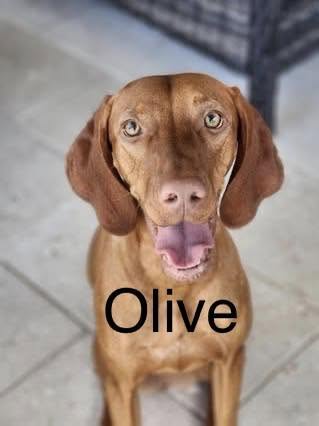 Congratulations to Arya, Captain Morgan, Etta James, Kenzie, Luna, Morgen, Olive and Talisker!  — photo 7