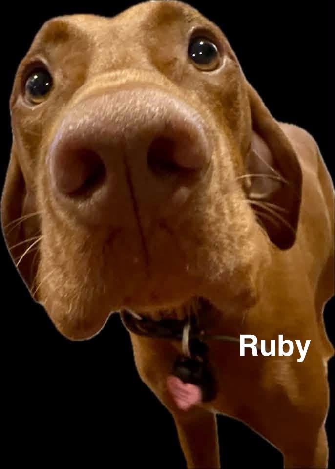 Congratulations to Jack, Lizzy, Nyla, Riva, Ruby, Whiskey and Zeke! — photo 5
