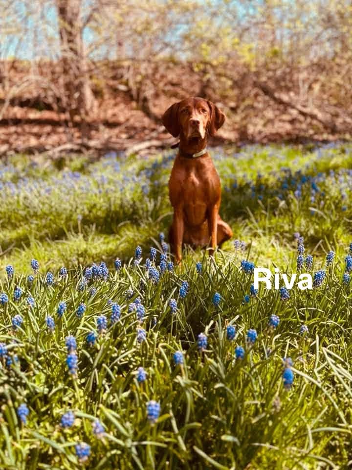 Congratulations to Jack, Lizzy, Nyla, Riva, Ruby, Whiskey and Zeke! — photo 4