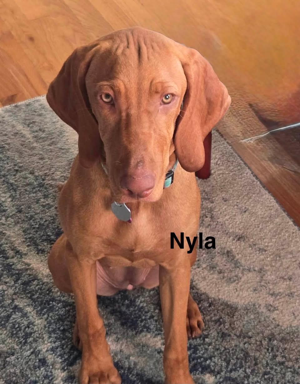 Congratulations to Jack, Lizzy, Nyla, Riva, Ruby, Whiskey and Zeke! — photo 3