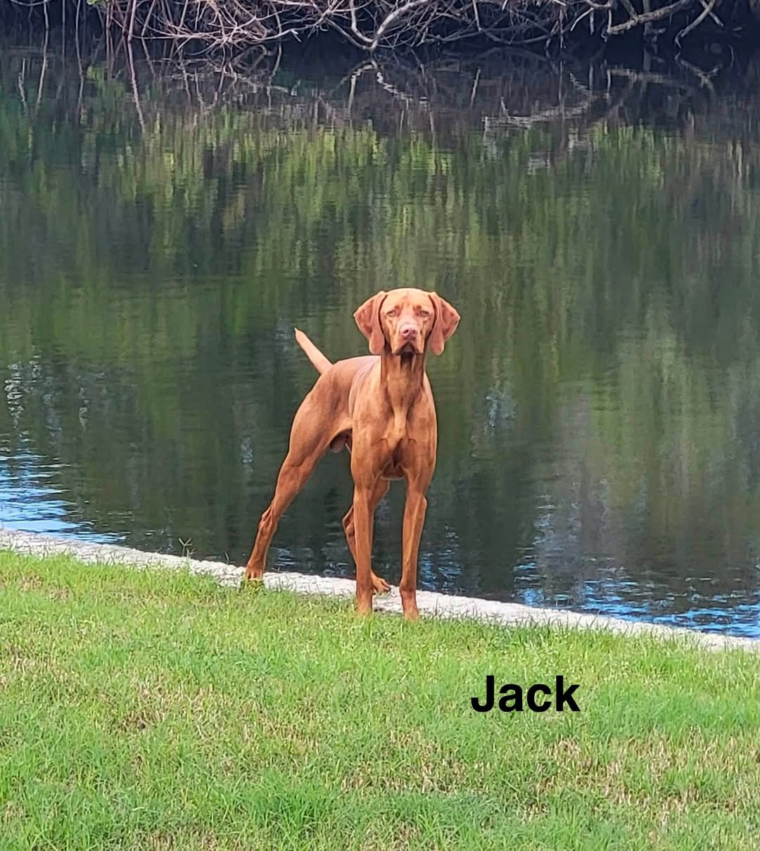 Congratulations to Jack, Lizzy, Nyla, Riva, Ruby, Whiskey and Zeke! — photo 1