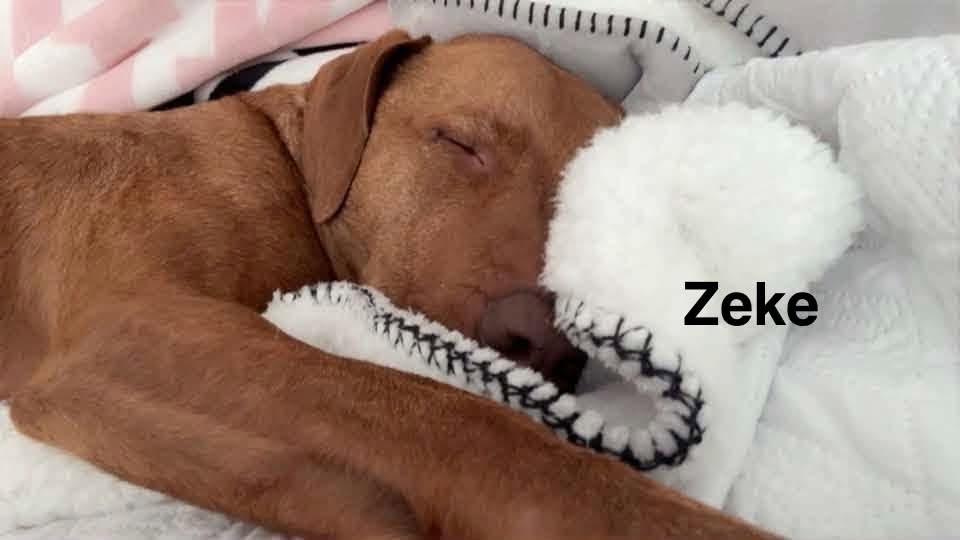 Congratulations to Jack, Lizzy, Nyla, Riva, Ruby, Whiskey and Zeke!  — photo 7