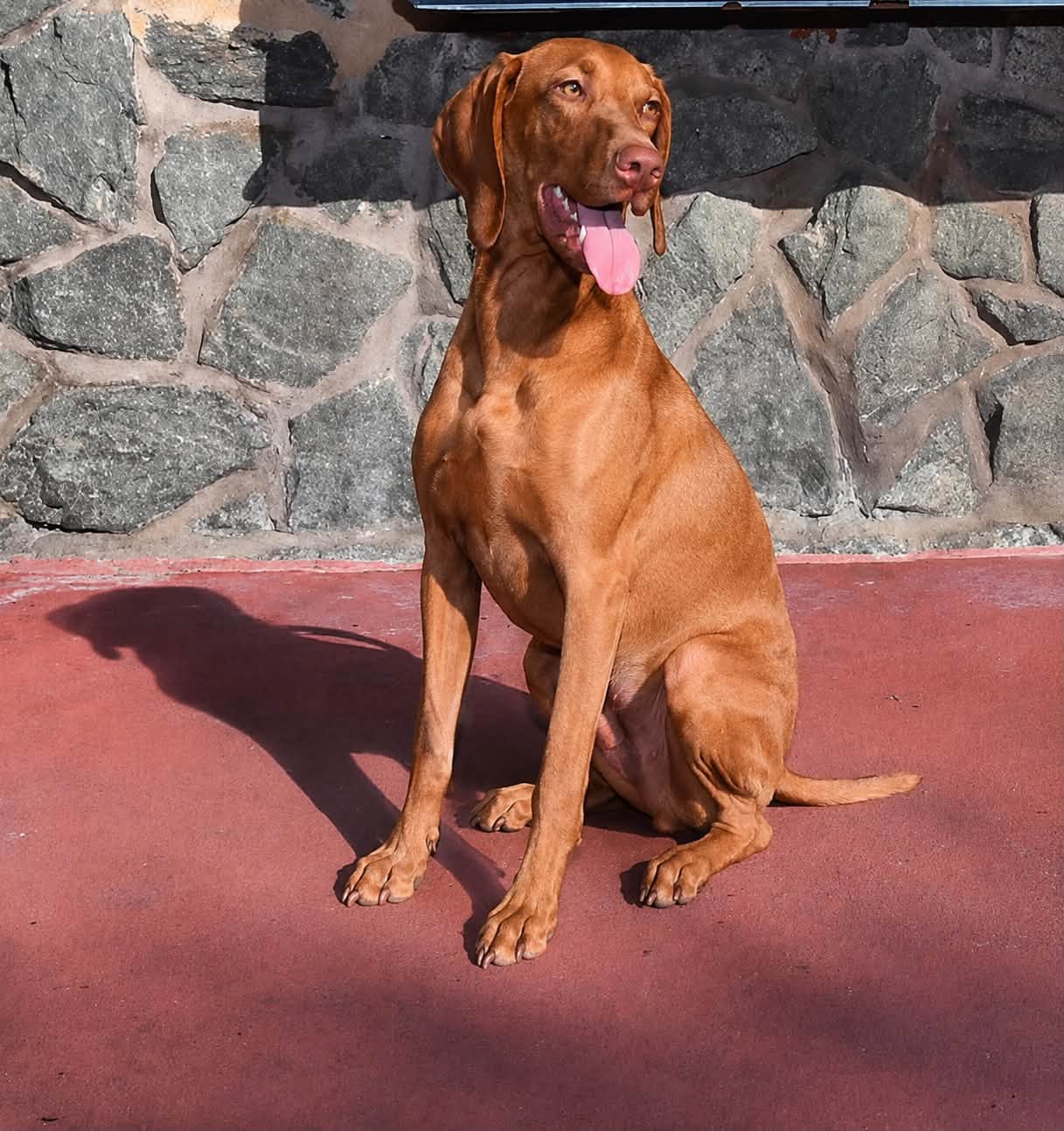 The application window for Maui is closed.  Please continue to monitor this page to find out when dogs become available.  Thank you for your interest! photo 2