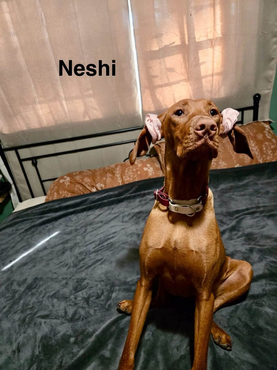 Congratulations to Daisy May, Julie, and Neshi! ❤️🐾 — photo 3