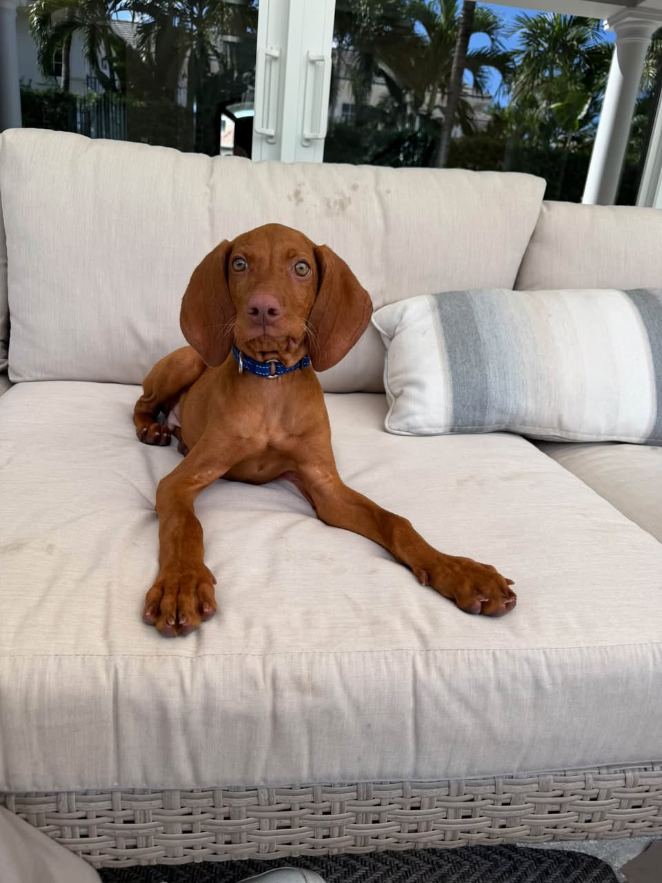 Archie (previously Boomer) photo 2