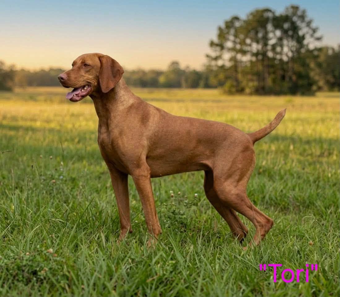 Tori photo 2