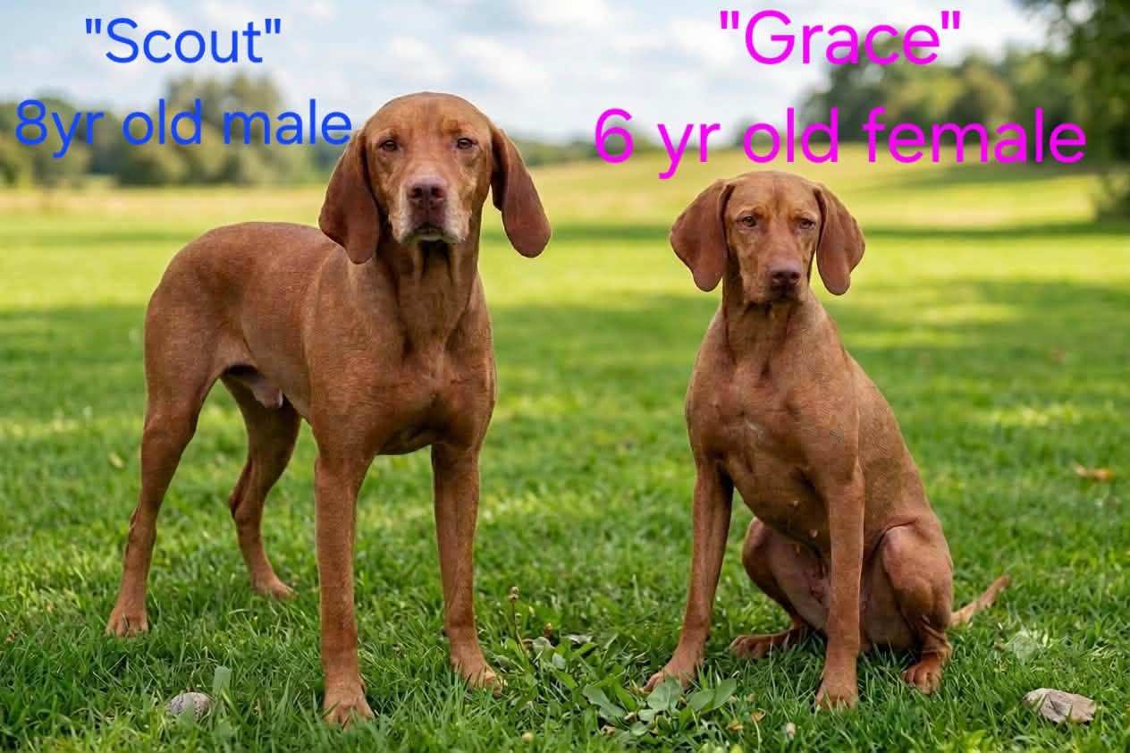 Scout and Grace