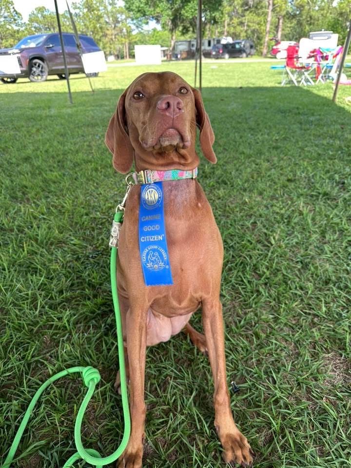 Daisy May: Daisy May earned her Canine Good Citizen title!