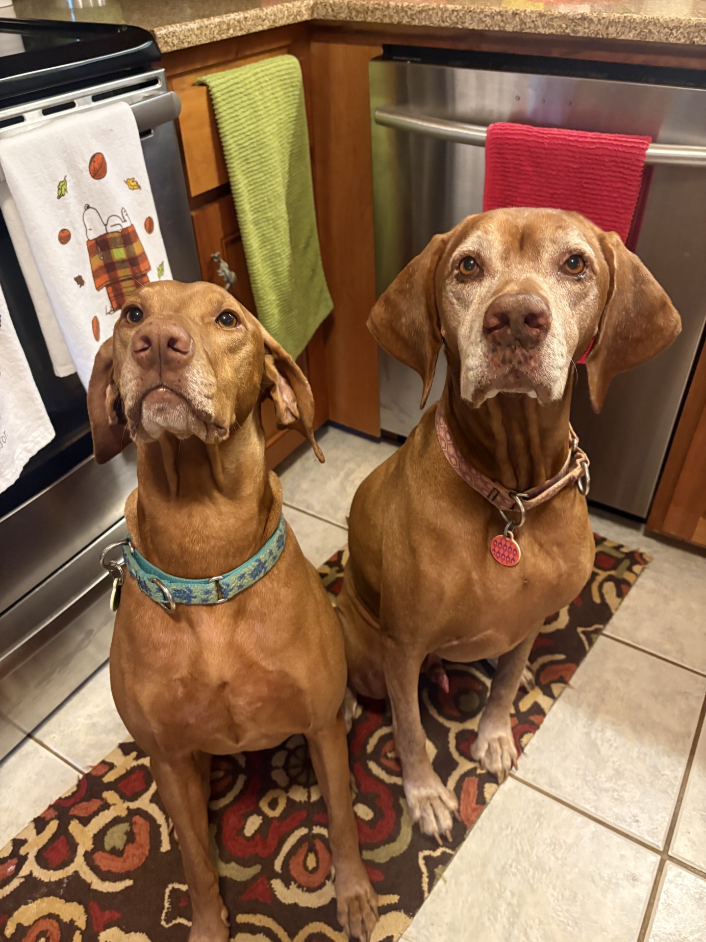 Archie and Ziggy: These two squirrel fiends have become best buddies!