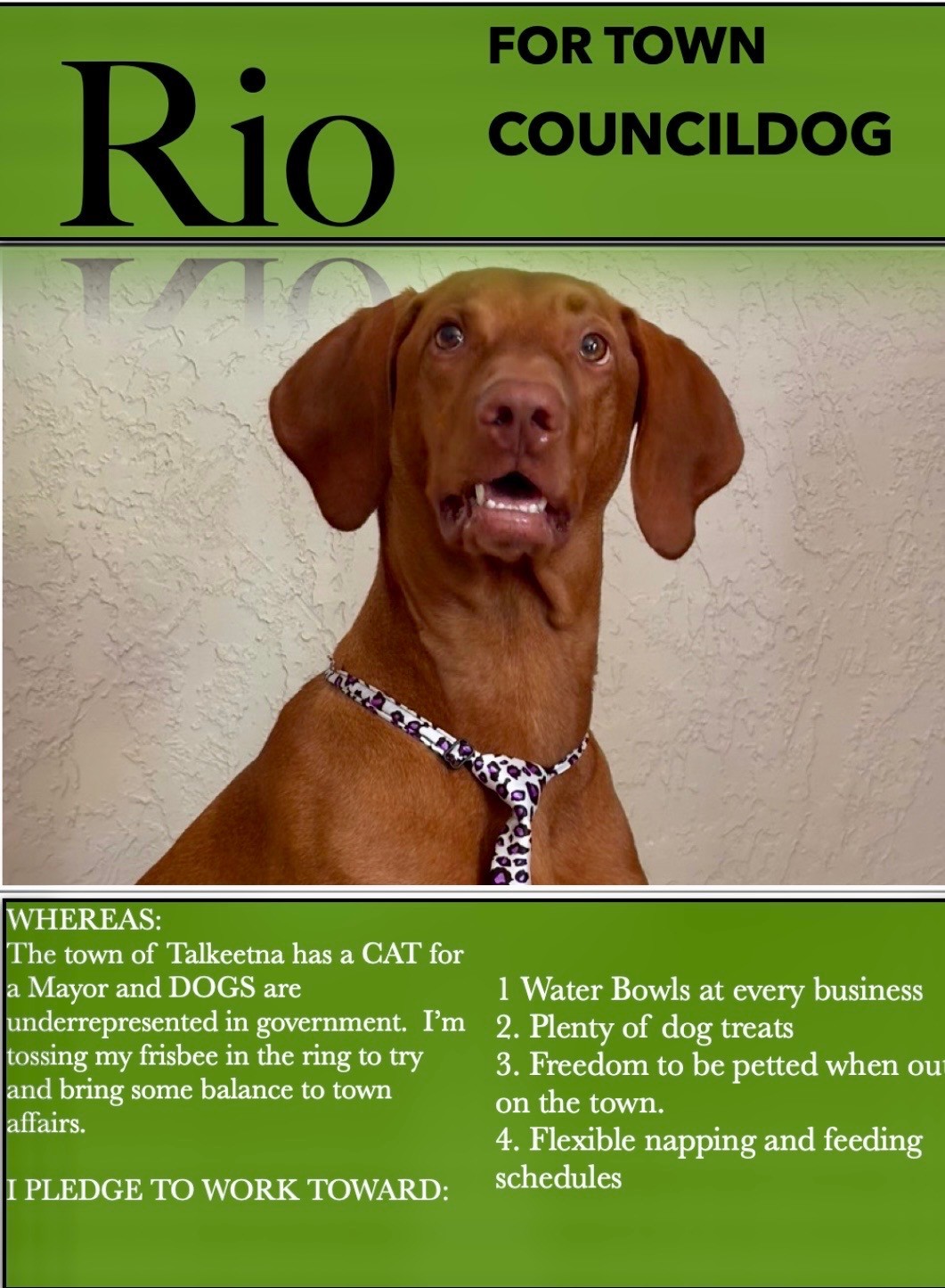 Rio: RIO for TownCouncil Dog