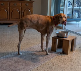 Allie the Miracle Girl — photo 1