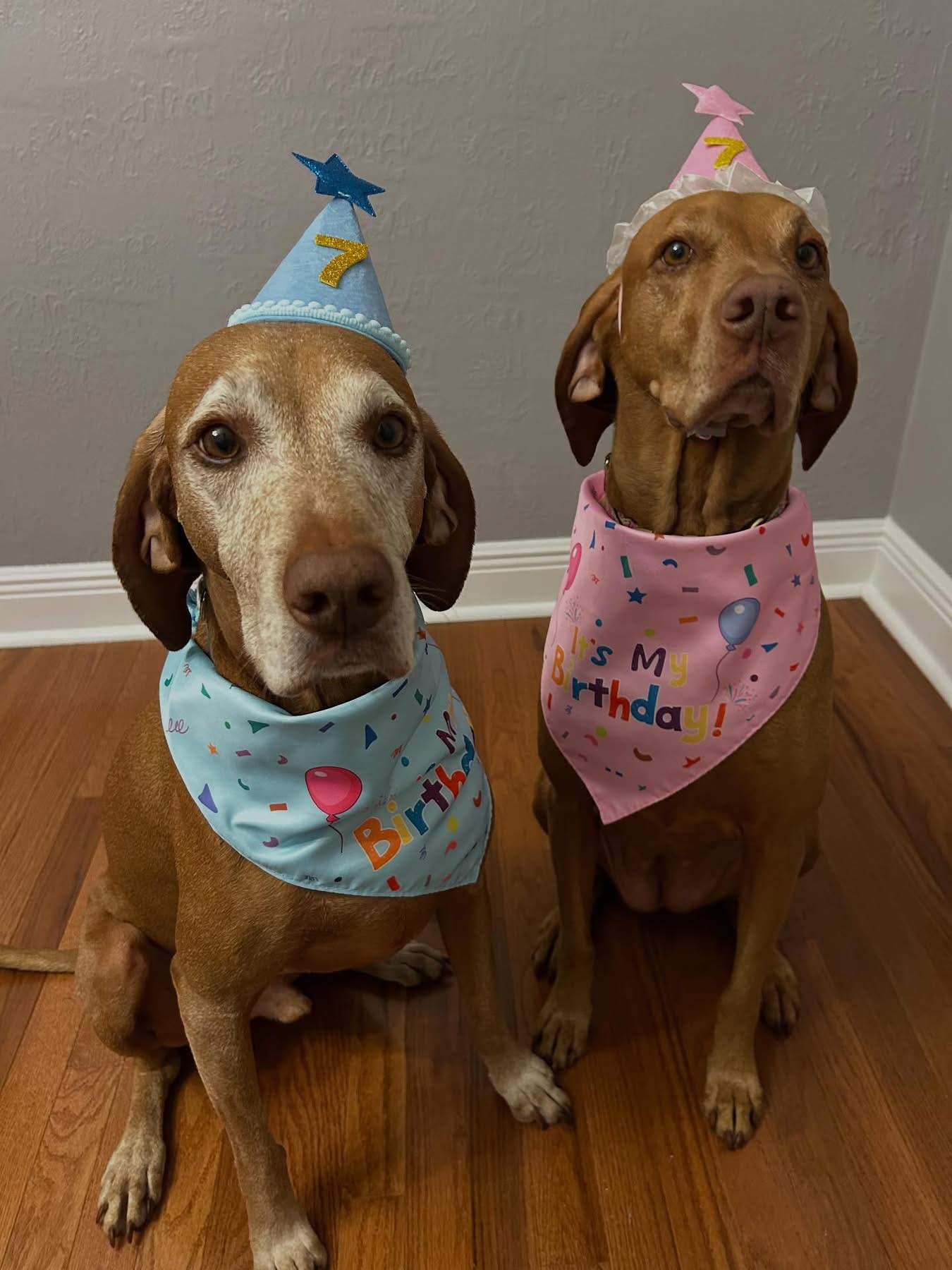 Apollo & Luna: Apollo & Luna's 7th birthday boat day
