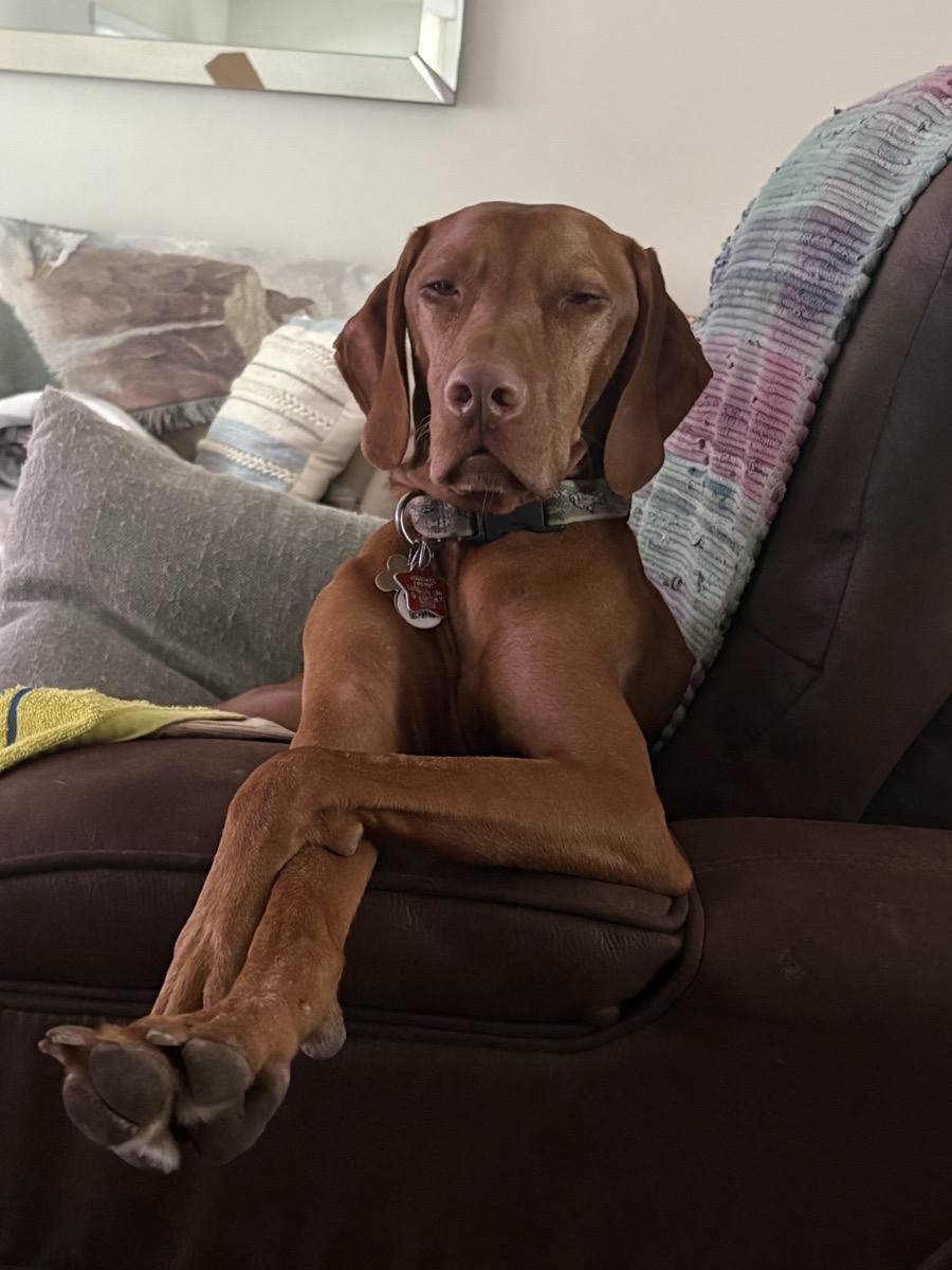 Atti: Atti: “Yes, as a matter of fact, this is my chair!” 😆