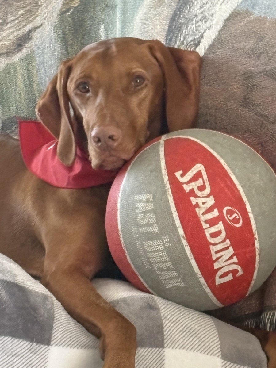 Atti: Atti loves his new ball — he must have been a good boy!
