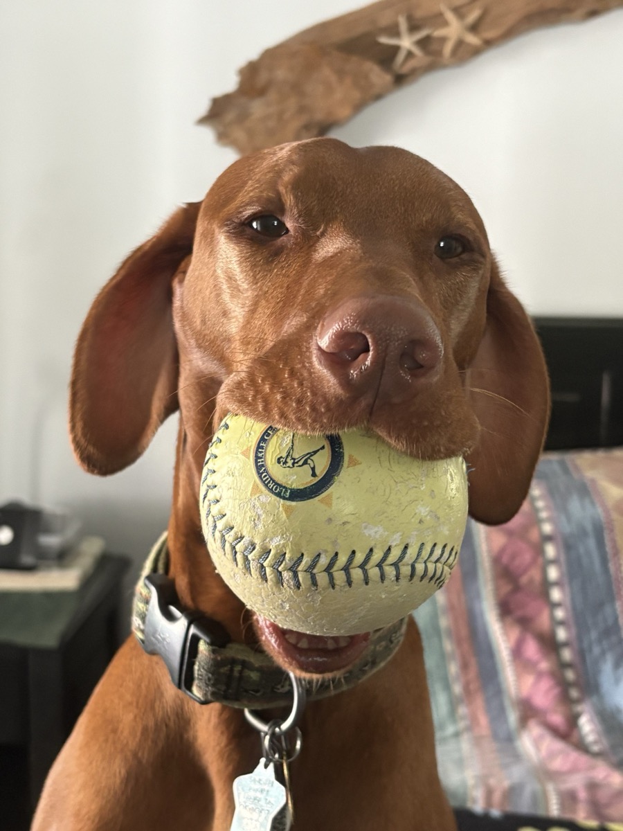 Atti: Sweet Atti carries his softball everywhere he goes!!!