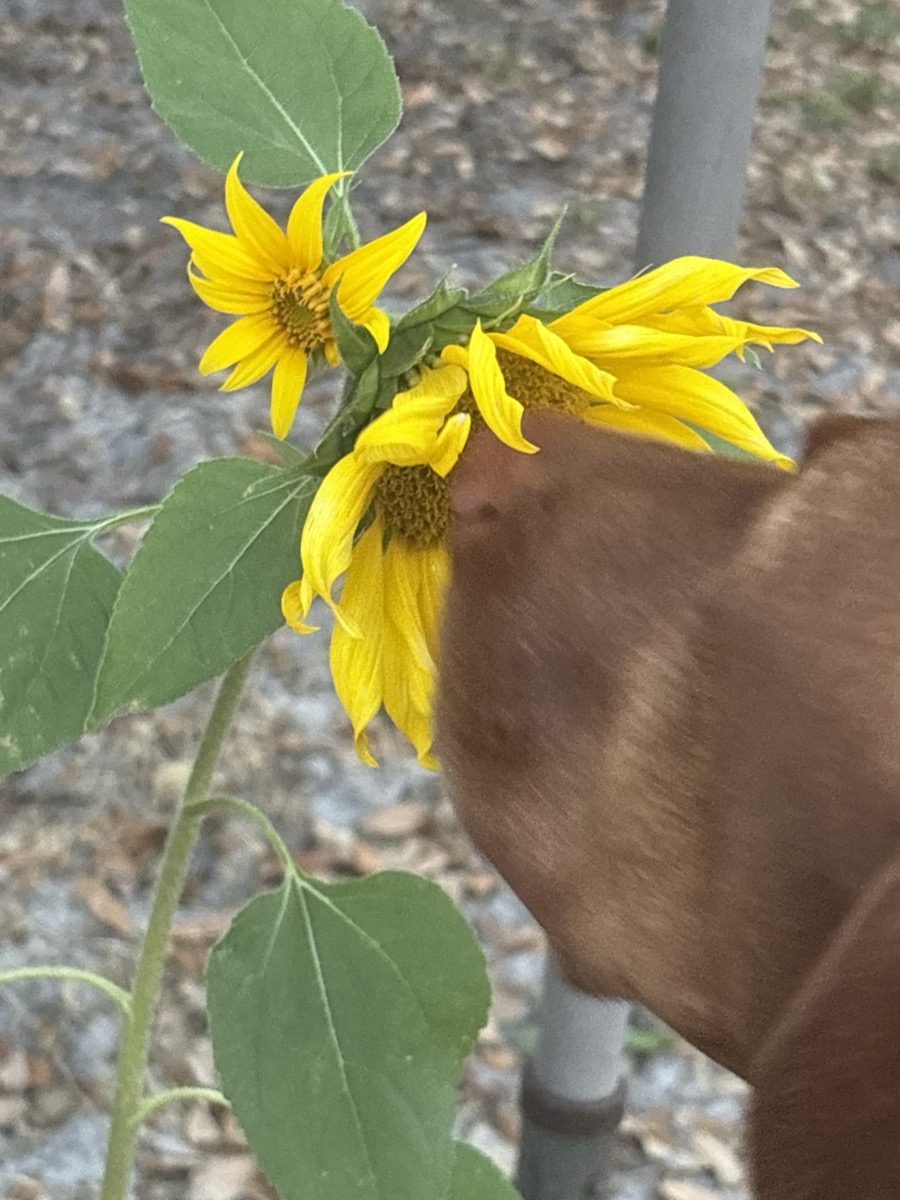 Atti: Atti: stop and smell the… sunflower!