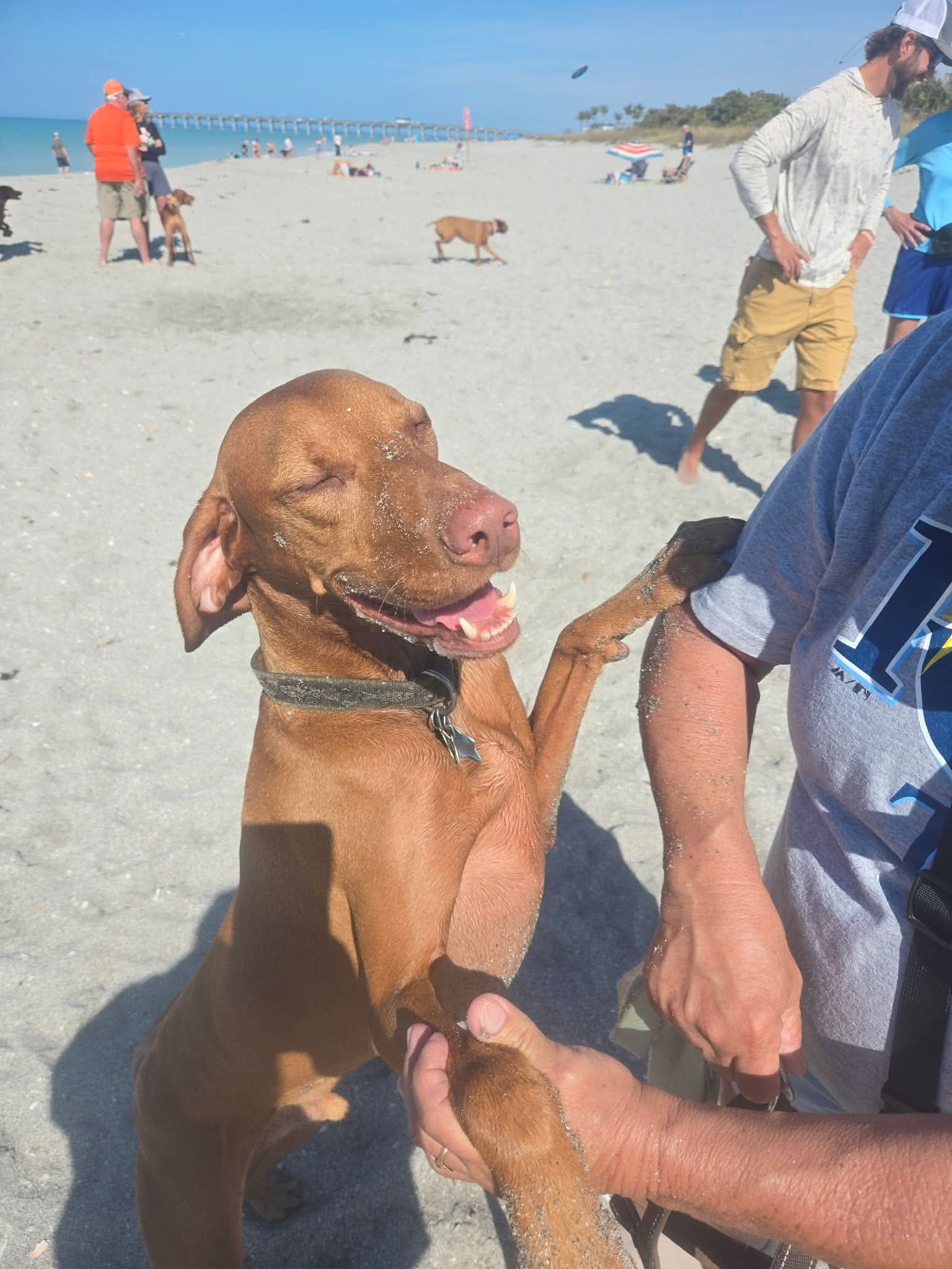 Atti: Atti had a ball at the Venice Beach Vizsla meet-up!