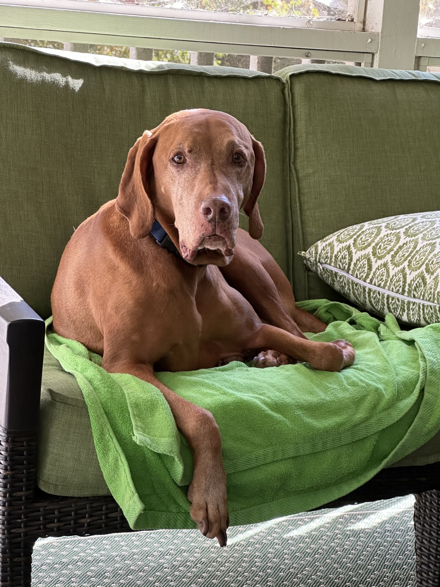 Blue: Blue's 9th birthday (he ate the cupcake too fast for a photo!)
