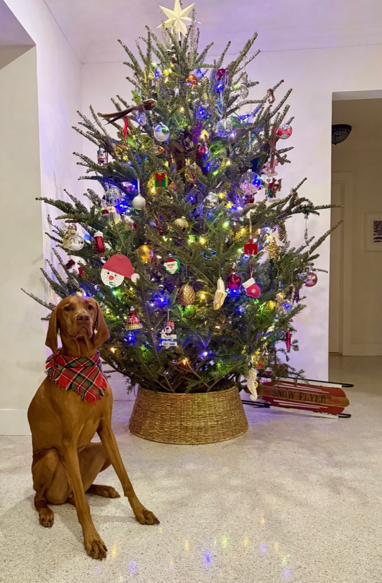 Cookie: Cookie is waiting patiently for Santa 🎅