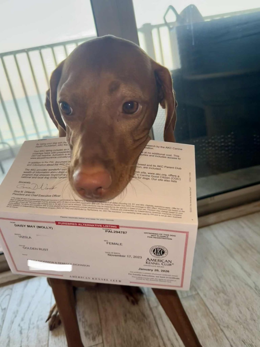 Daisy Mae: Daisy Mae got her PAL number — AKC events, here she comes!