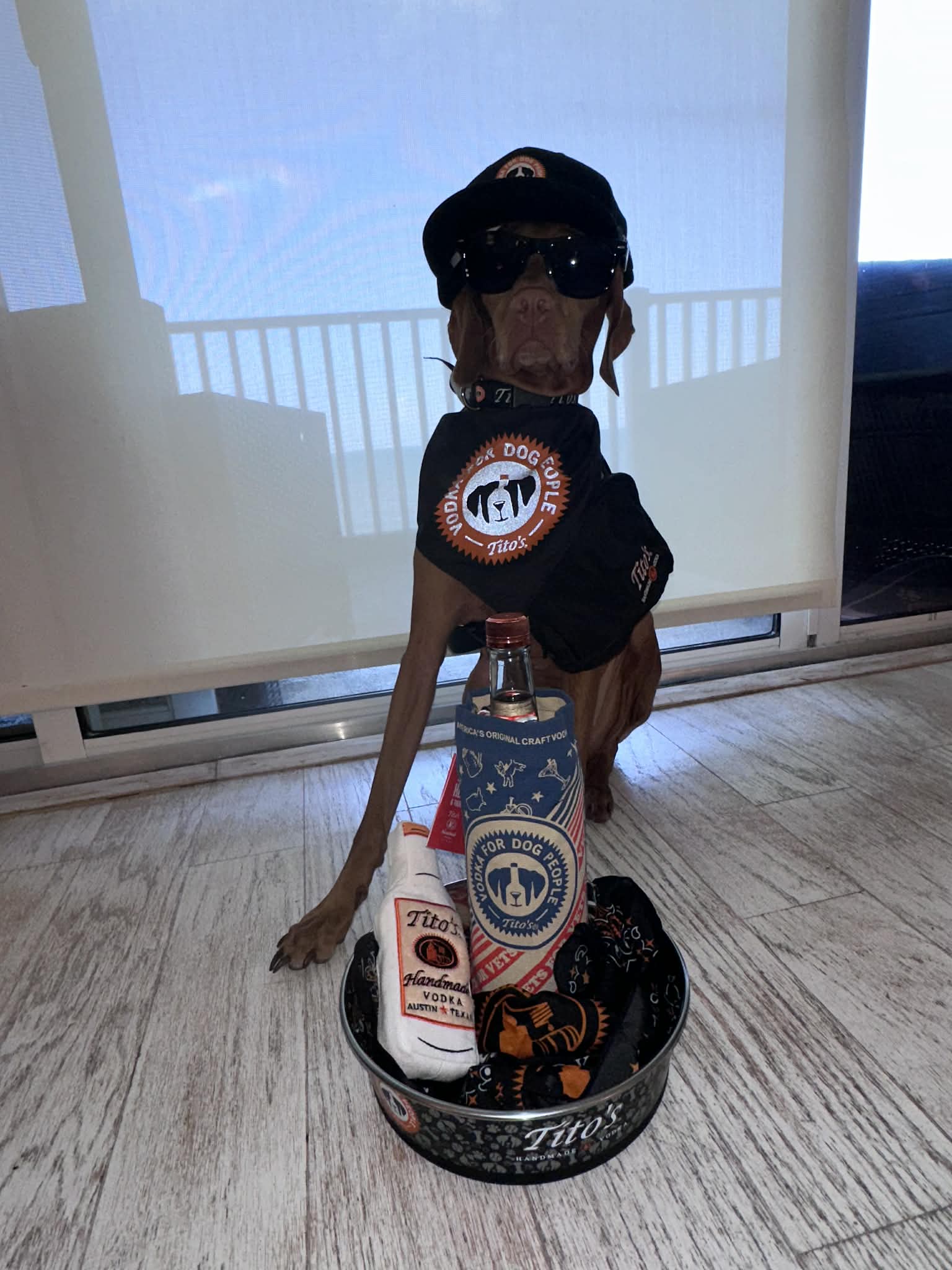 Daisy May: Daisy May earned her Canine Good Citizen title!