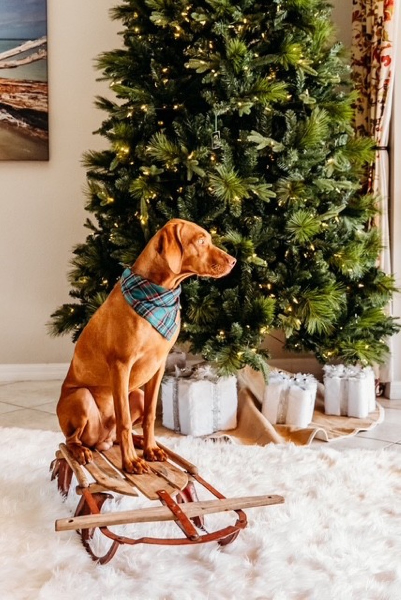 Dallas: Dallas is ready to head out and play in the snow ❄️