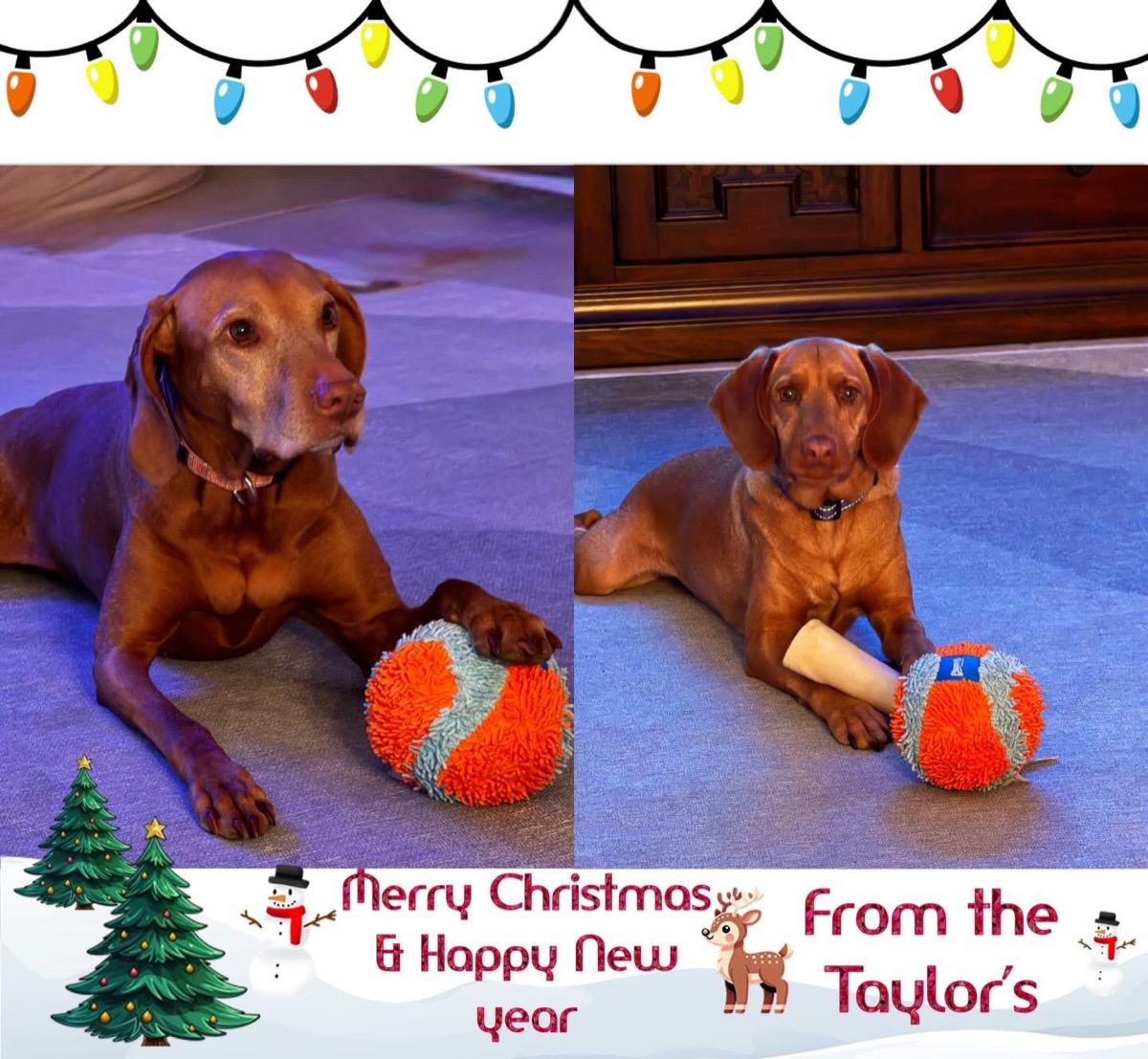 Foster & Lou: Foster & Lou wish everyone a Merry Christmas & Happy New Year!