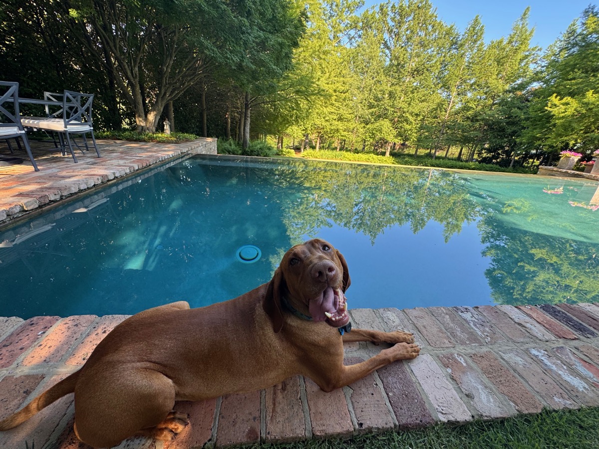Frankie: Frankie is a cool dude who loves hanging out by the pool!