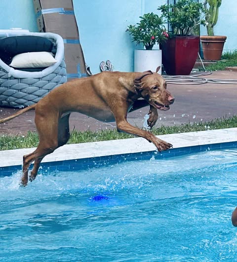 Holly & ZsuZsa: Holly & ZsuZsa got their very own pool!