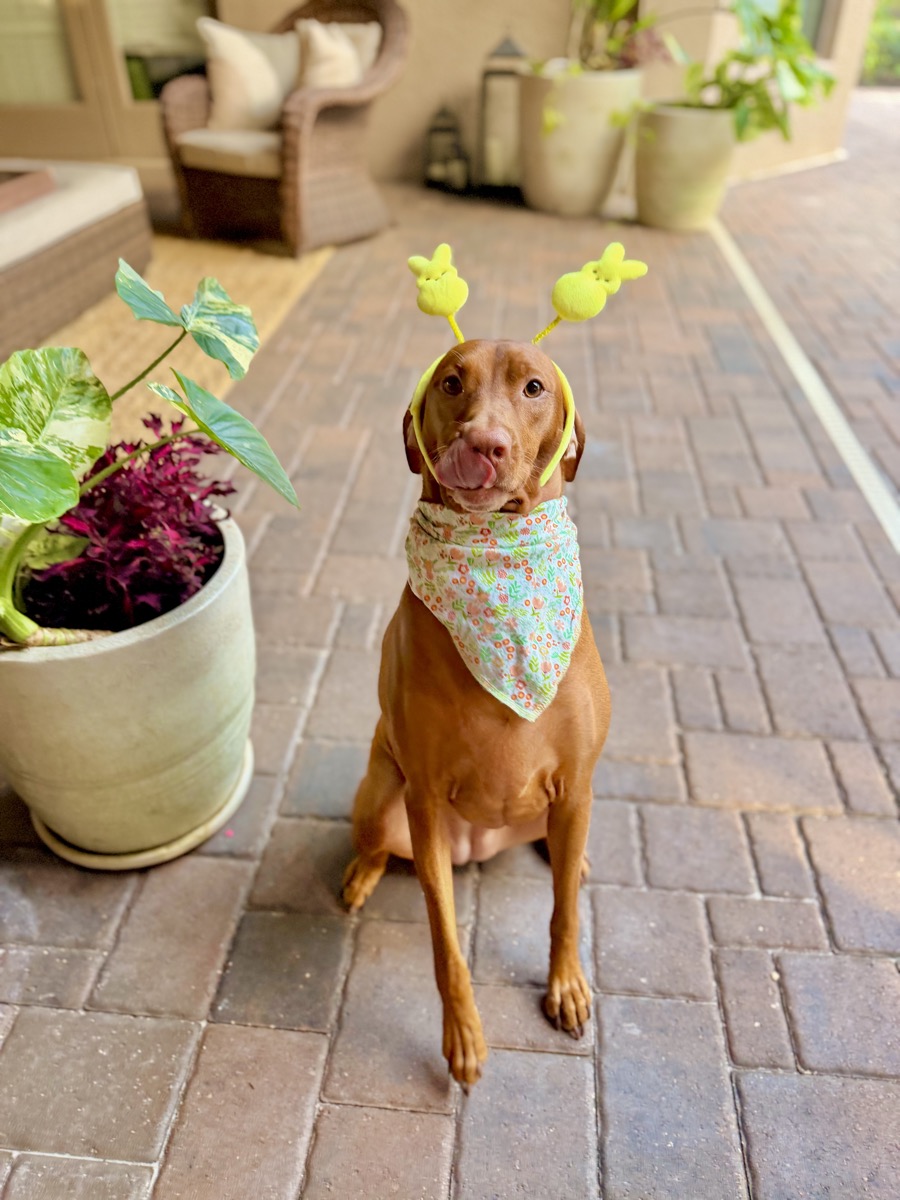 Lizzy: Lizzy wishes her Peeps a Hoppy Easter 🐰
