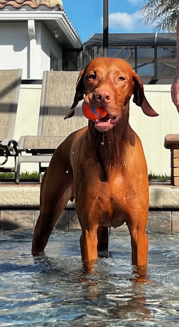 Mako: Mako's summer of fishing and pool days