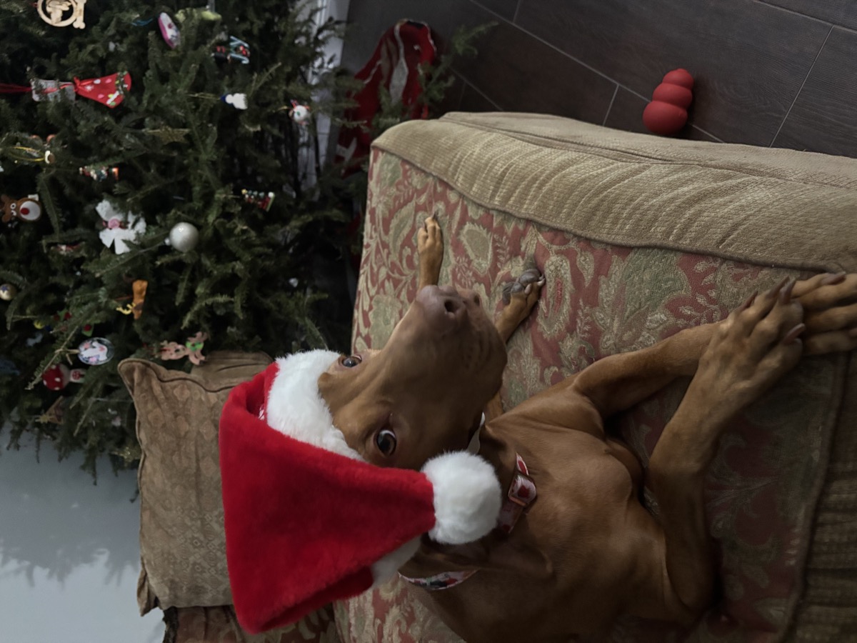 Piper: Piper playing Santa Claus — what a pretty girl!