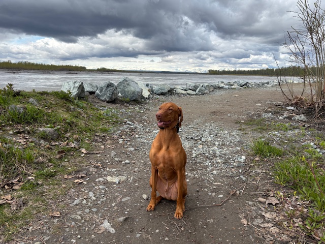 Rio: Rio is chilling in Alaska — elected town council dog!