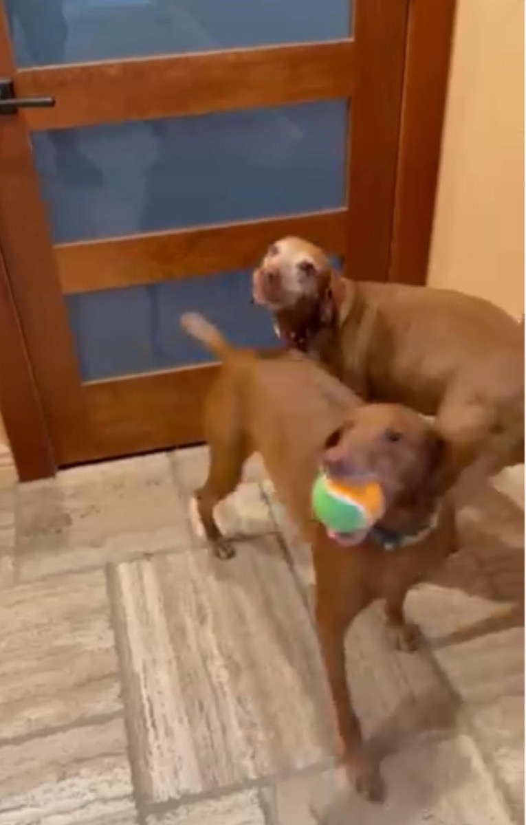 Tazmo: Santa brought Tazmo a new ball!!