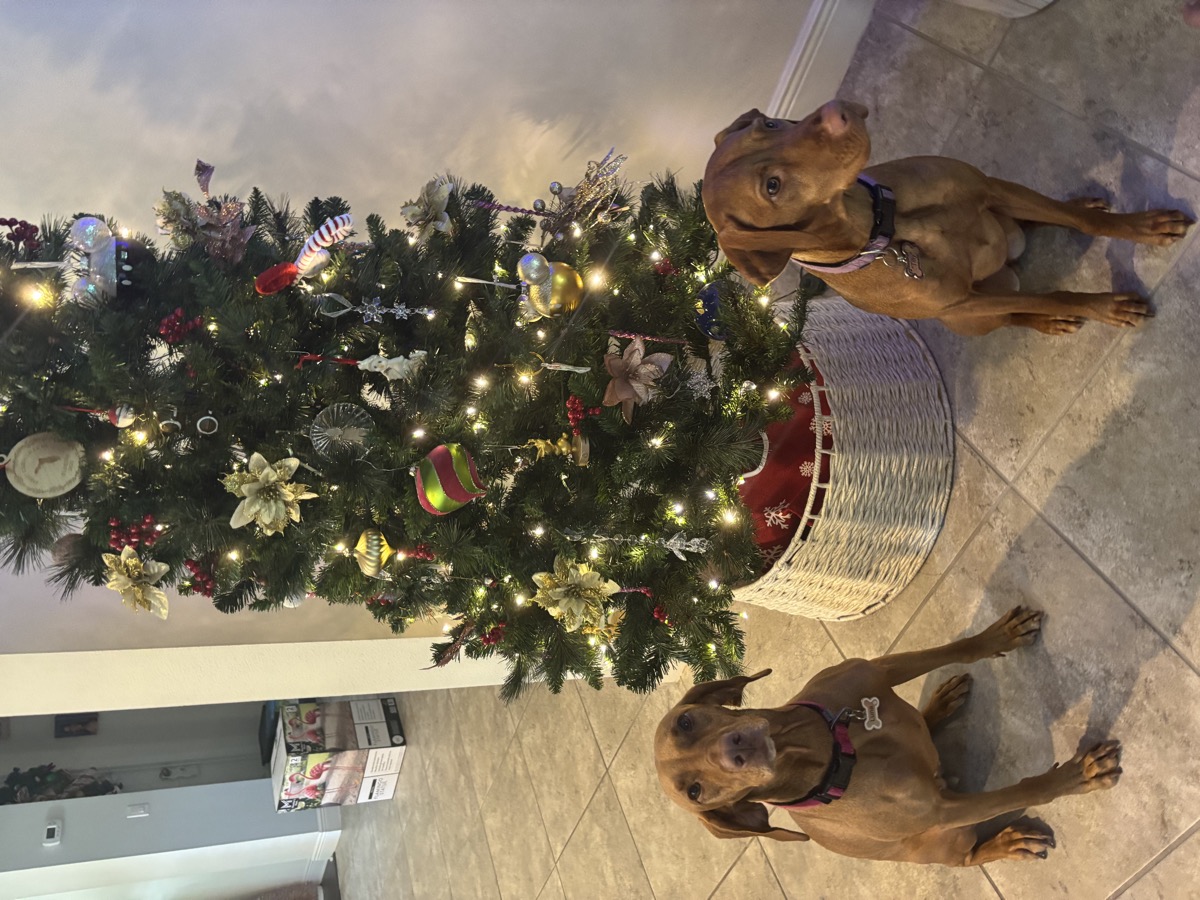 Tilly & Luna: Tilly & Luna's first Christmas together with their family