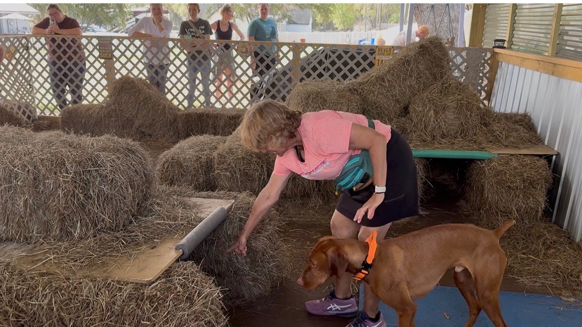 Toby: Toby discovered a new sport: Barn Hunt!