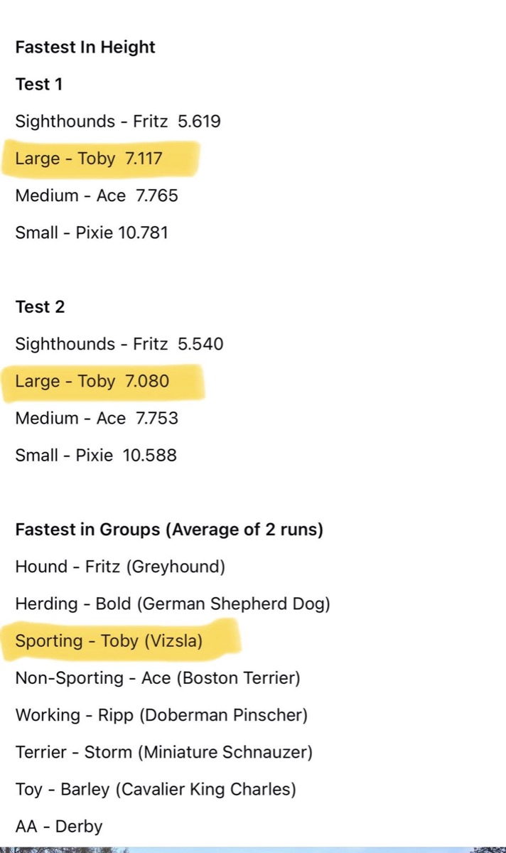 Toby: Toby: fastest Vizsla in the USA since January 1!