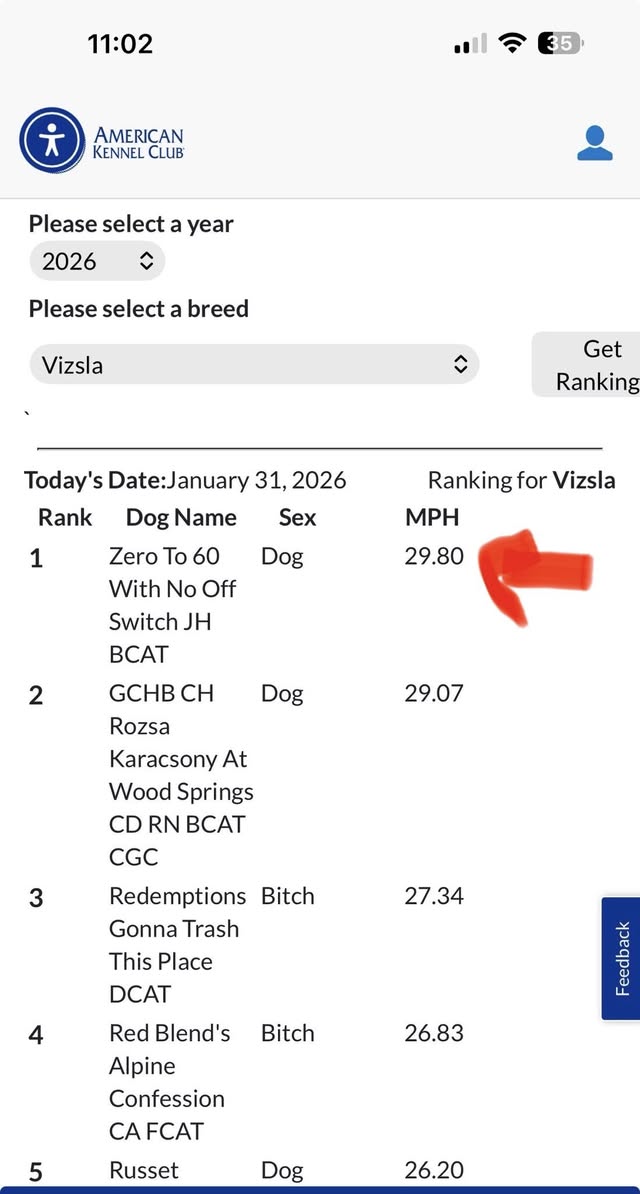 Toby: Toby earned his FastCAT title — fastest Vizsla in the USA!