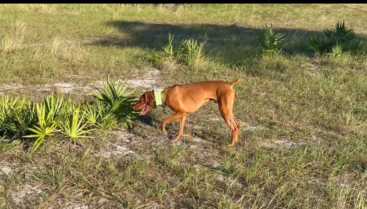 Toby: Toby earned two Junior Hunter legs at the AKC hunt test!