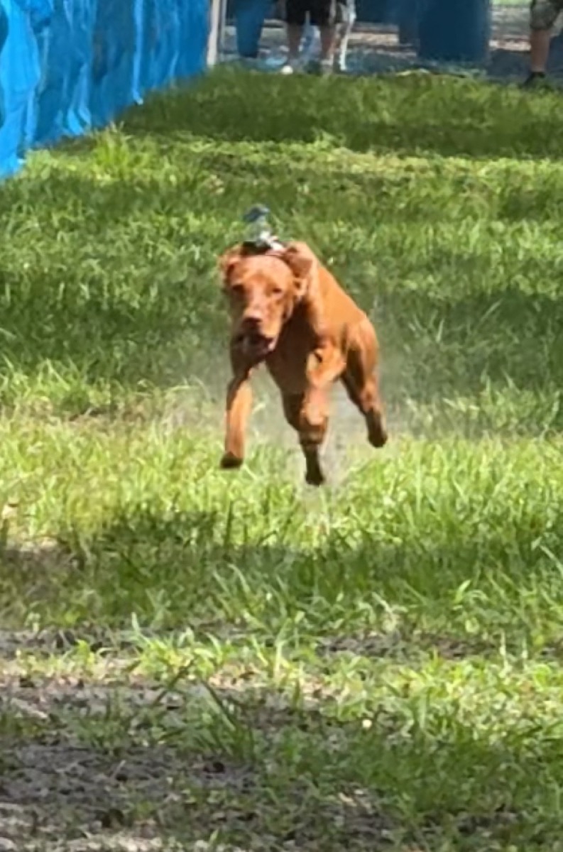 Toby: Toby got his AKC PAL — big summer projects ahead!
