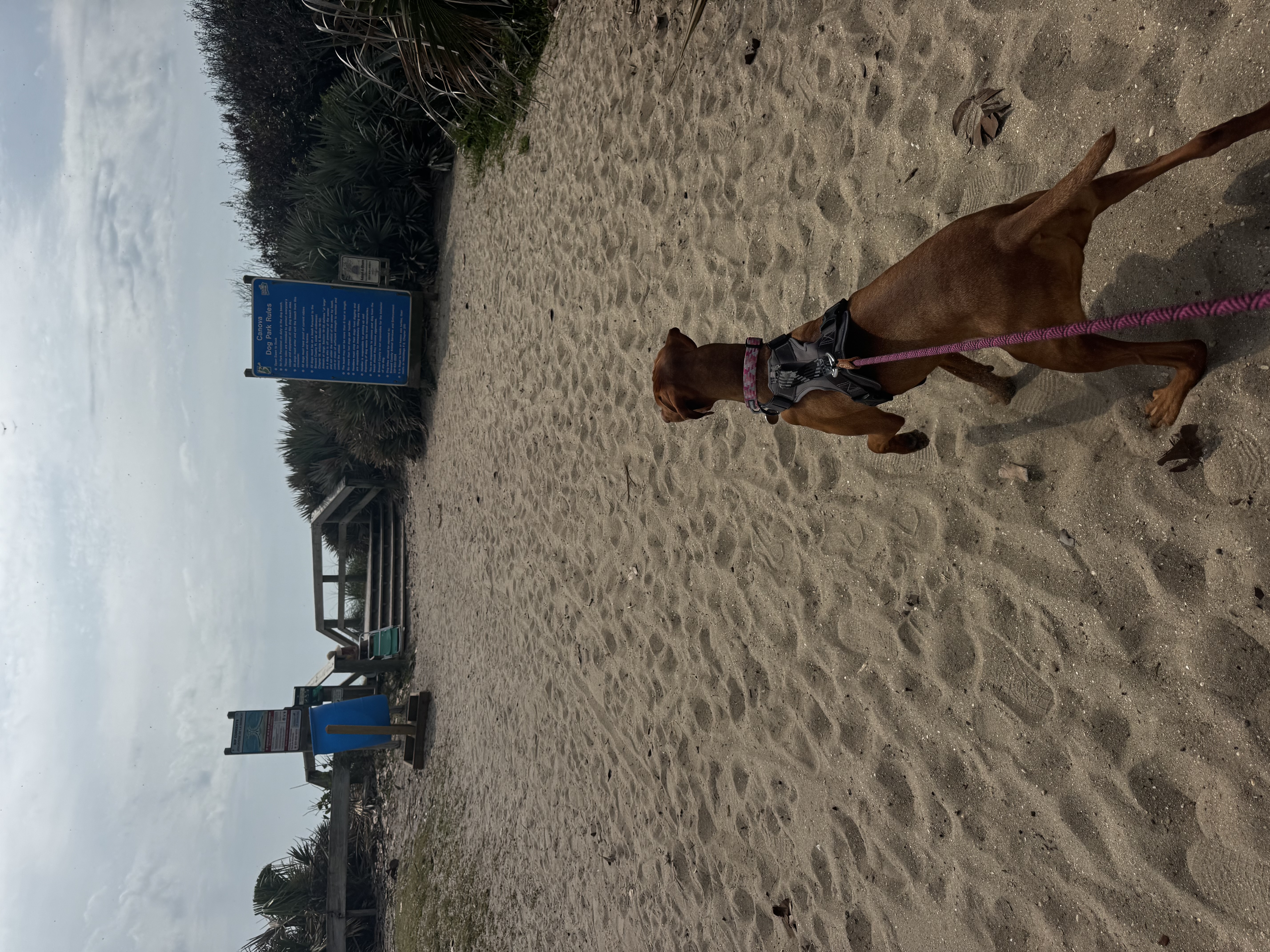 Winnie: Winnie's first beach trip — she LOVED it!
