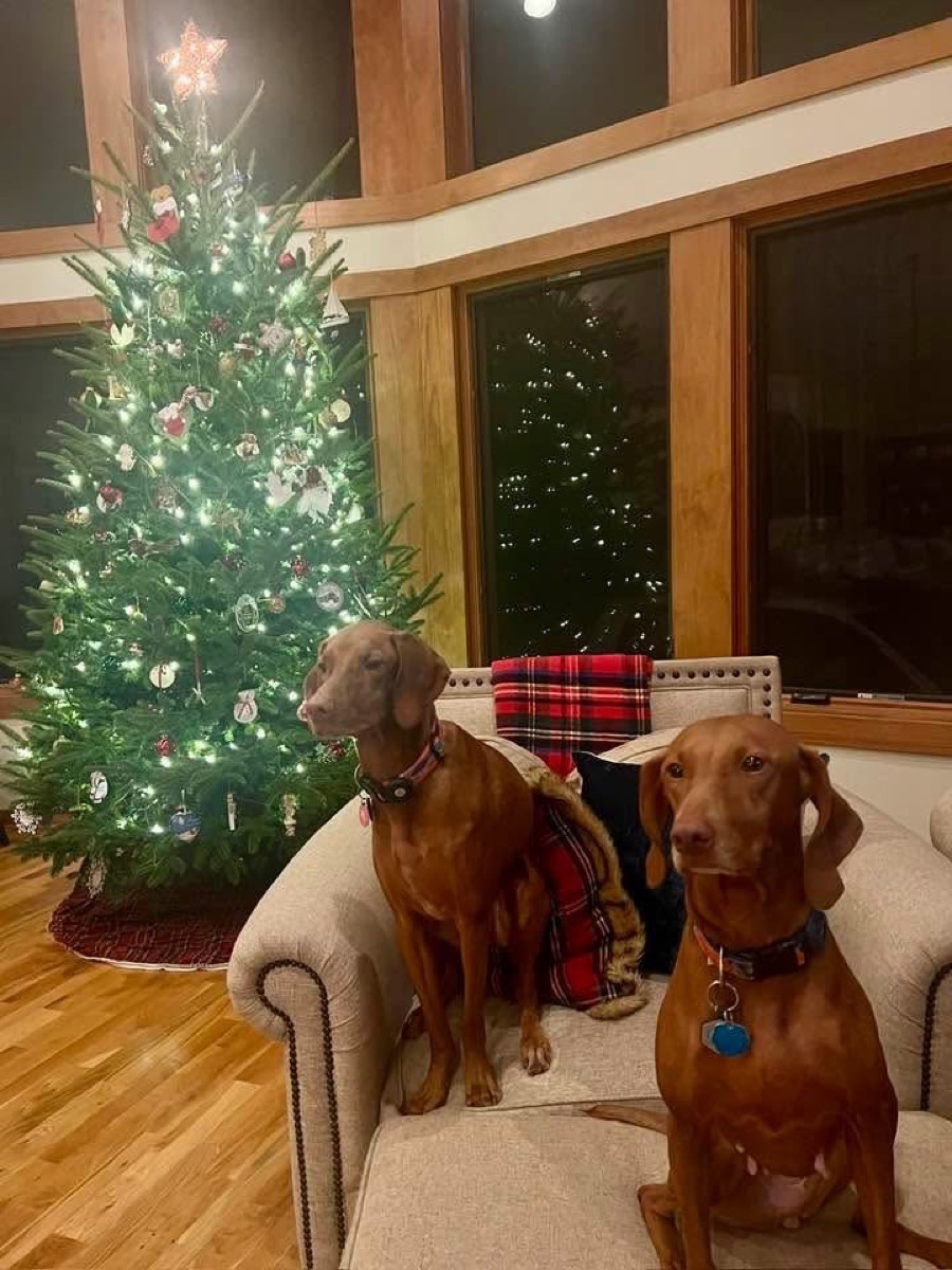 Winter Noëlle & Tilly Ann: Winter Noëlle & Tilly Ann enjoying the Christmas decorations!