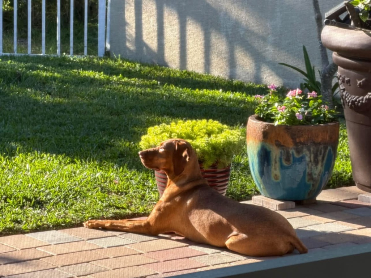 Zella: Zella enjoys relaxing under the sun — what a great life!!!