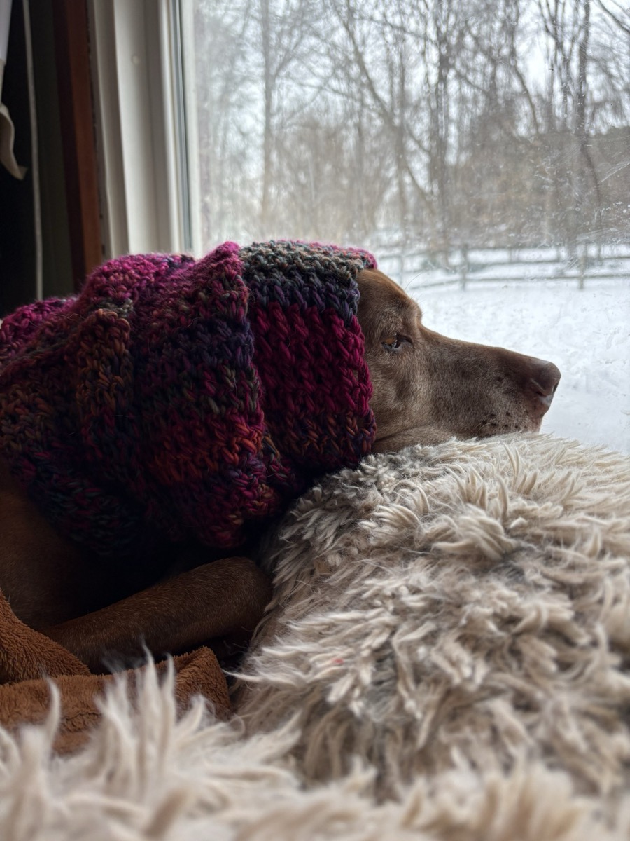 Zhiggy: Zhiggy endures the Carolinas snow — on squirrel duty