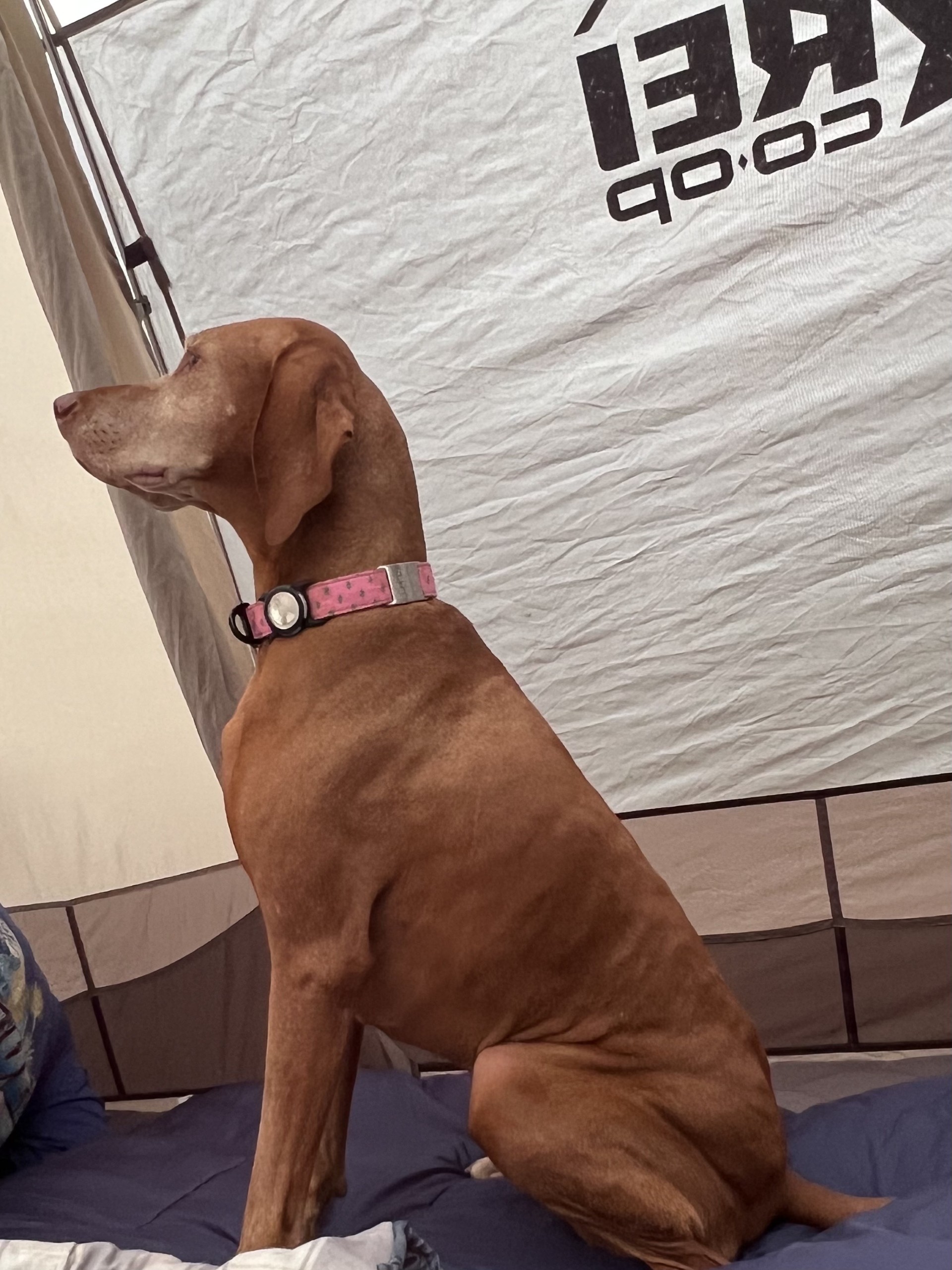 Zoey: Zoey went tent camping and hit the trails!