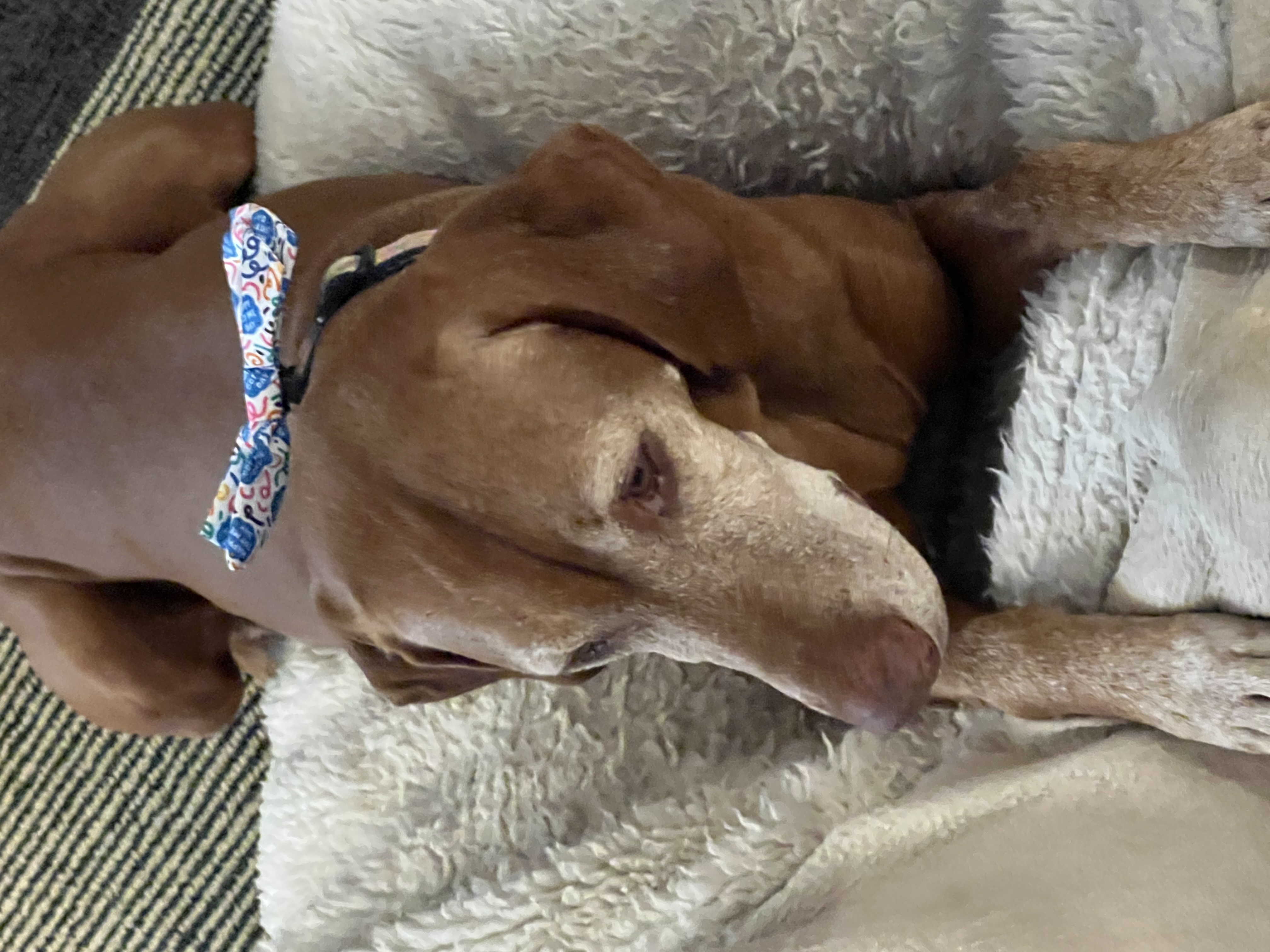 Zoey: Zoey turned 8 — happy, healthy, and off her allergy meds!